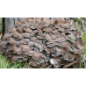 Maitake